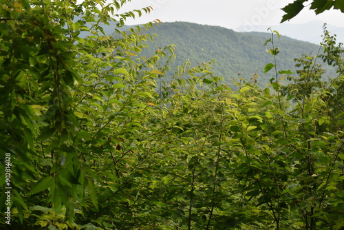 Wallpaper Mural Boucle Mont Singer 29 Juillet 2024 Torontodigital.ca