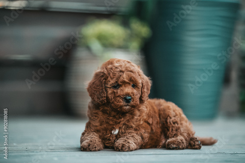 Poodle babies in kennel. miniature poodle puppy.. Dwarf poodle	
