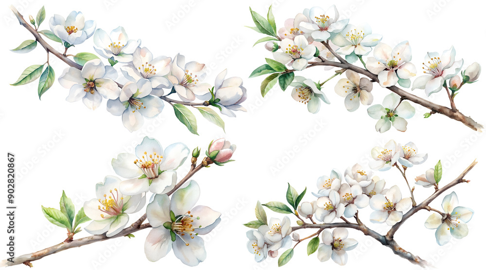 Obraz premium White cherry flowers on a branchy branch, on a transparent background, isolated