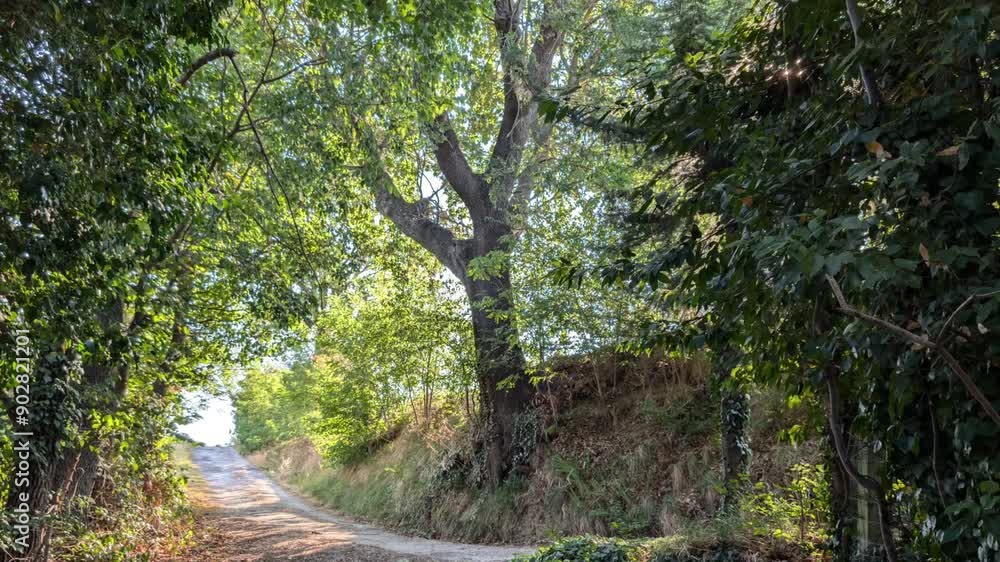 Strada di campagna nelle Marche a Trecastelli Strada di campagna nelle Marche a Trecastelli