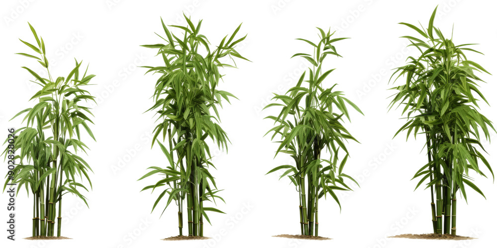 Obraz premium Dwarf bamboo plants display vibrant green foliage, standing tall in a tranquil garden environment, ideal for ornamental decoration and landscaping purposes