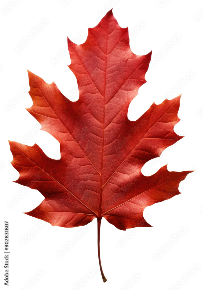 Obraz premium PNG Vibrant autumn red maple leaf