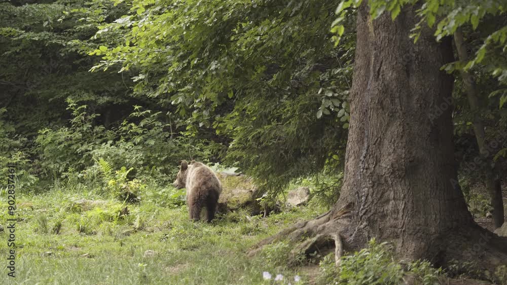 European brown bear forages for food in a forest clearing. European brown bear forages for food in a forest clearing.