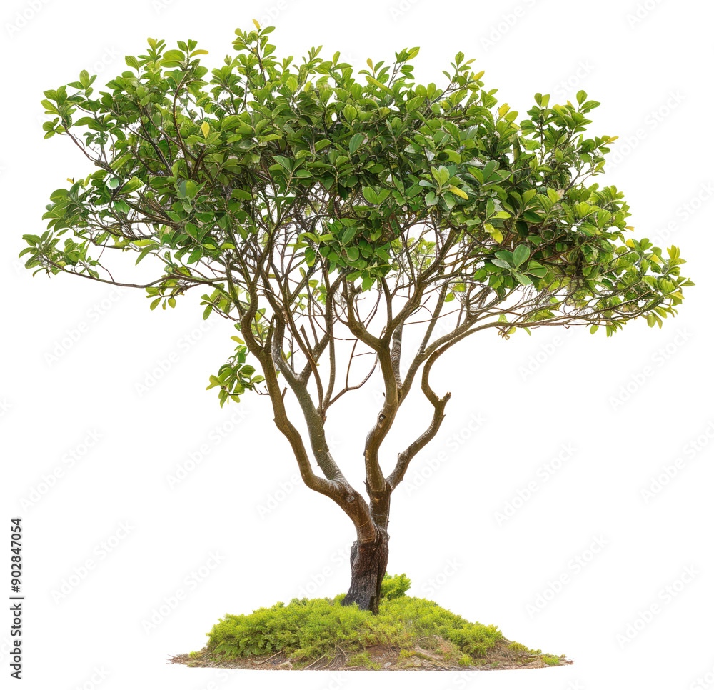 Obraz premium PNG Lush green tree isolated background