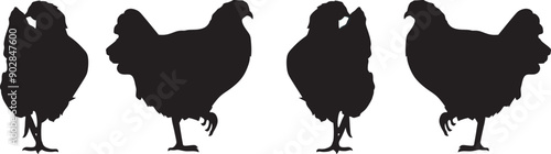 Silhouette of hen side and front vector