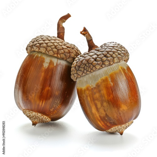 Pair of acorns with brown caps placed neatly on white background