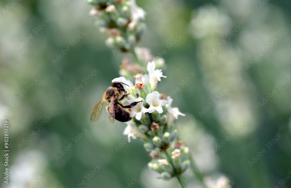 Biene auf einer weißen Lavendelblüte Biene auf einer weißen Lavendelblüte