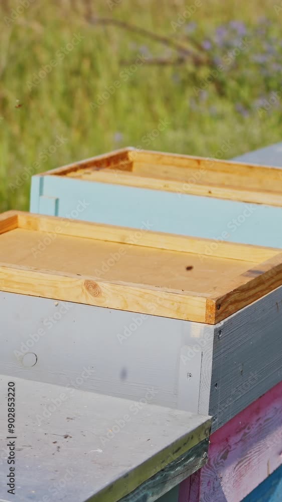 Row of wooden hives on grass. Beekeeper works with wooden boxes. Bees flying near the beehives. Close-up. Vertical video Row of wooden hives on grass. Beekeeper works with wooden boxes. Bees flying near the beehives. Close-up. Vertical video