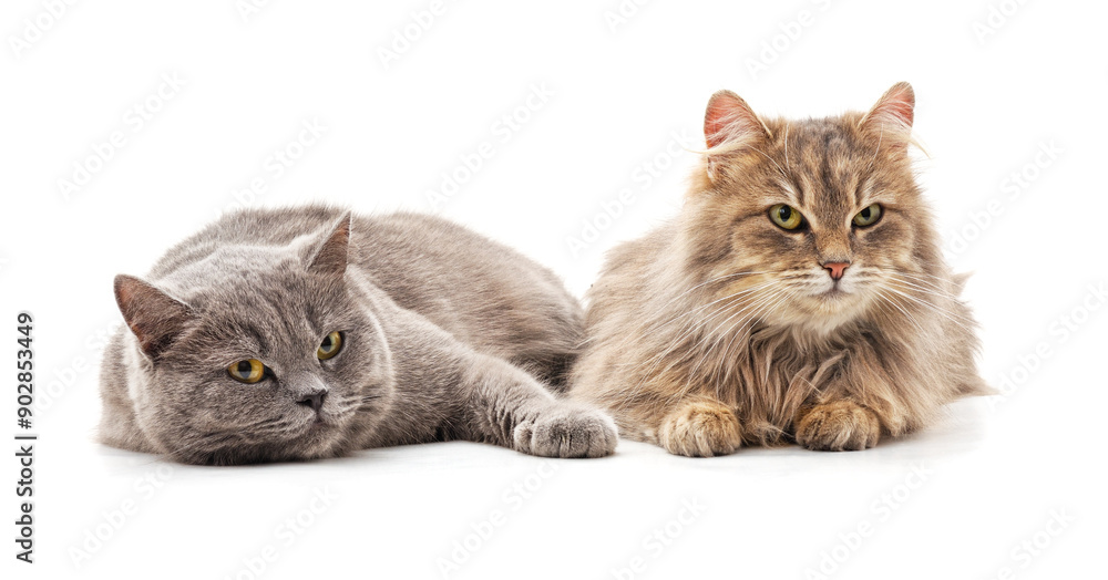 Obraz premium Two big cats.