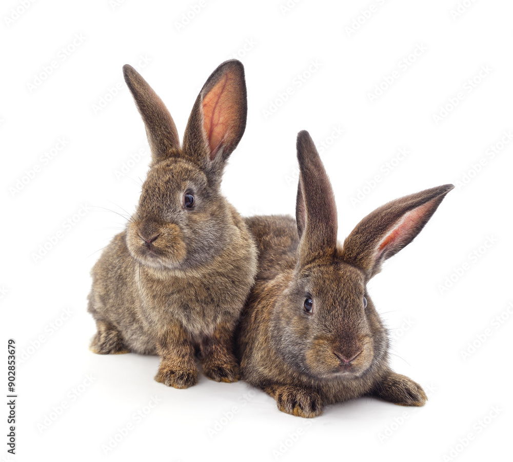 Two beautiful rabbits. Two beautiful rabbits.