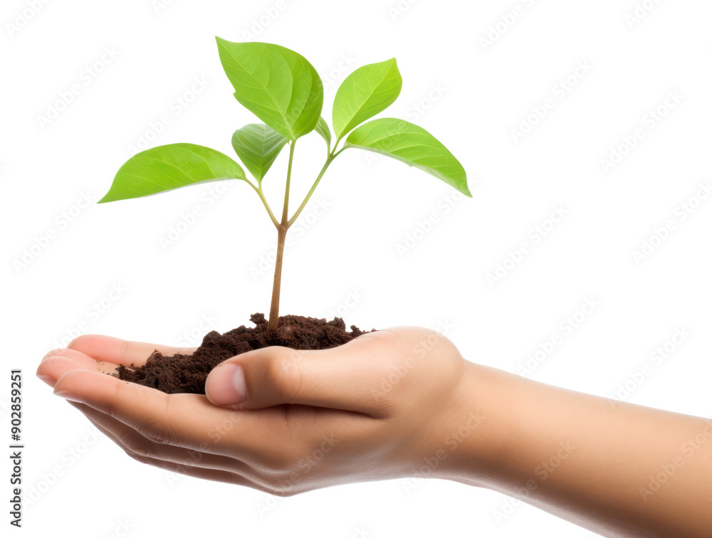 PNG Hand holding a sprout planting leaf soil. PNG Hand holding a sprout planting leaf soil.