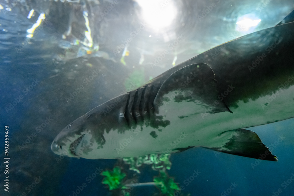 Fototapeta premium Blacktip Reef sharks swimming in tropical waters over coral reef.
