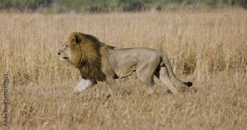 Slow motion close-up. Magnificent male lion running in the African bush