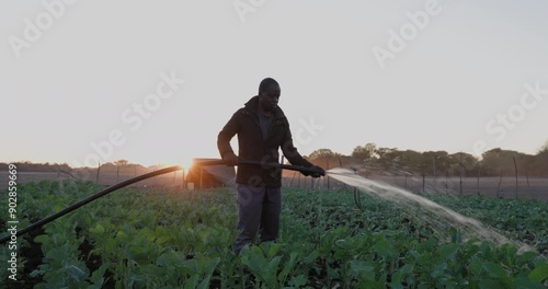 Close-up. Black African subsistence farmer watering vegetables at sunrise in a dry riverbed