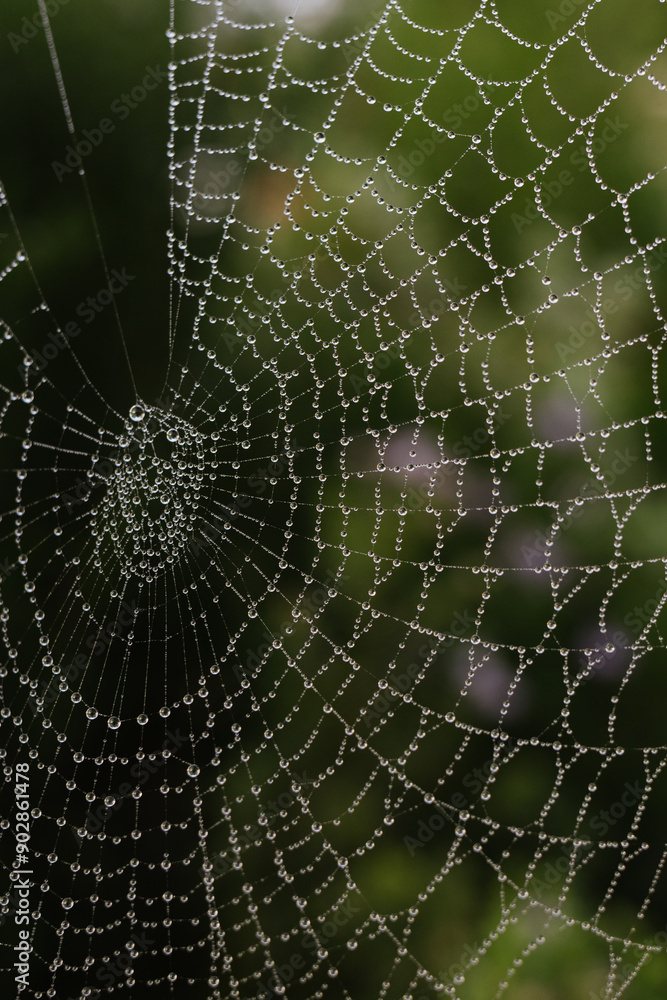 Naklejka premium spider web with dew drops