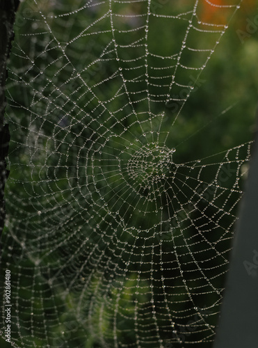 spider web with dew drops