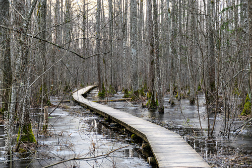 Coastal stand of forest flooded in spring, trail in flooded deciduous forest with wooden footbridge, Slokas lake walking trail, Latvia photo