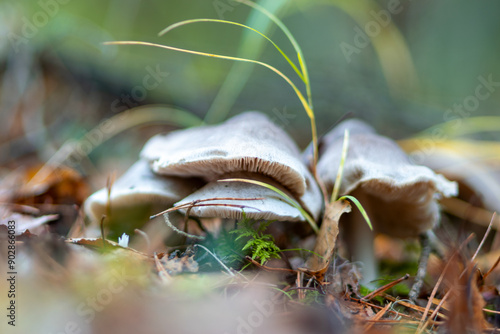 close-up of marsh plants, grass, moss, lichen, forest and marsh vegetation, rainy and cloudy day, photo