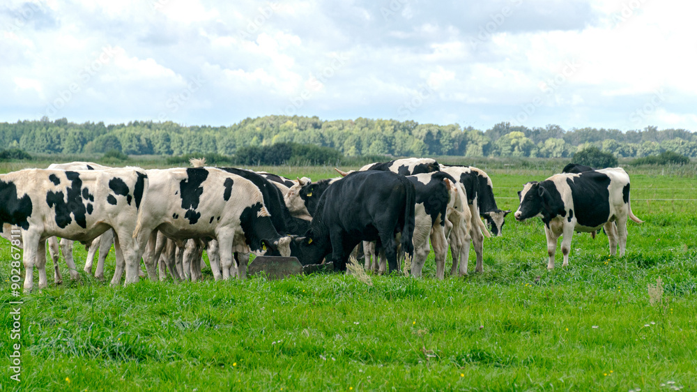 landscape with mottled cows, a herd of black and white cows feeding in a meadow landscape with mottled cows, a herd of black and white cows feeding in a meadow