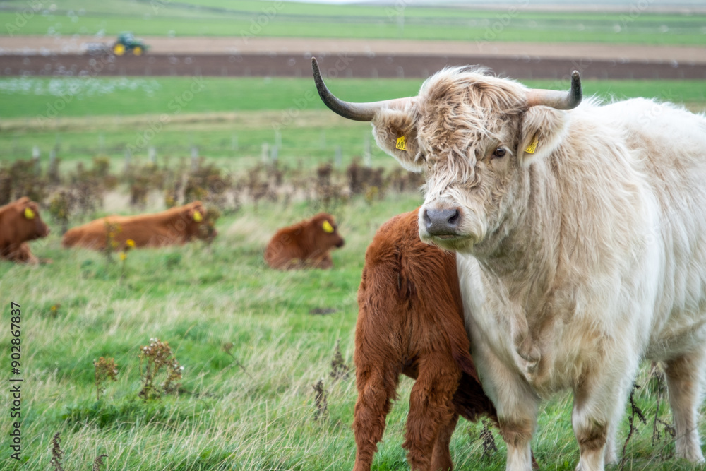 Highland cow with calf in the field Highland cow with calf in the field