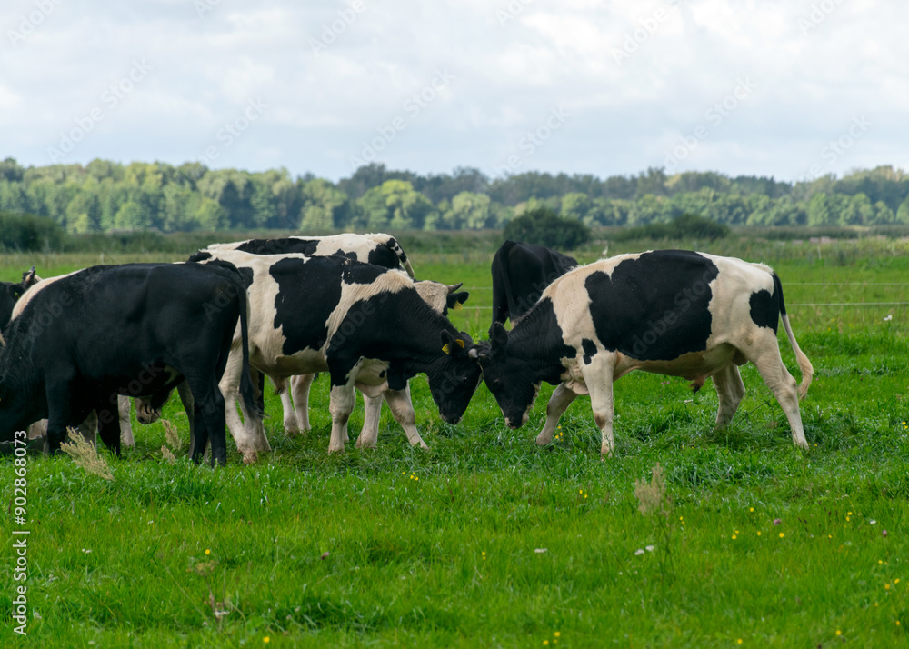landscape with mottled cows, a herd of black and white cows feeding in a meadow landscape with mottled cows, a herd of black and white cows feeding in a meadow