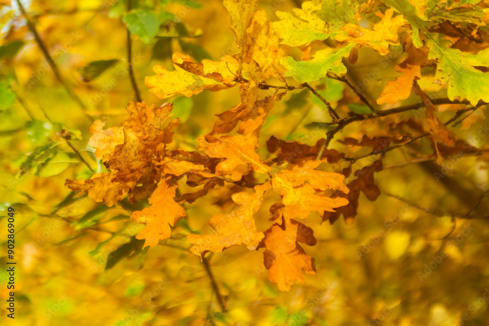 oak crown in autumn oak crown in autumn