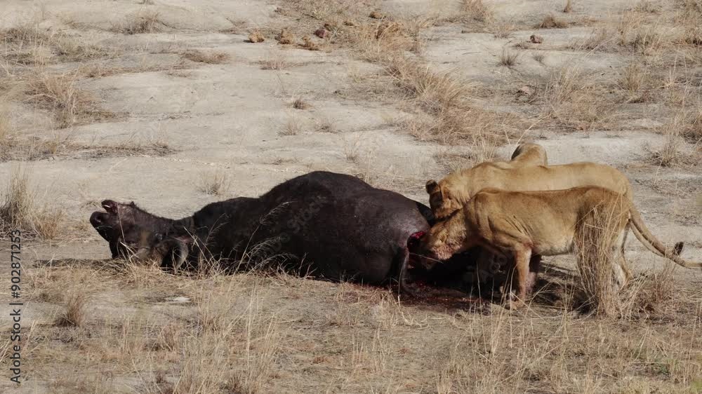 Lions feeding on a buffalo while a chacma baboon alarms Lions feeding on a buffalo while a chacma baboon alarms