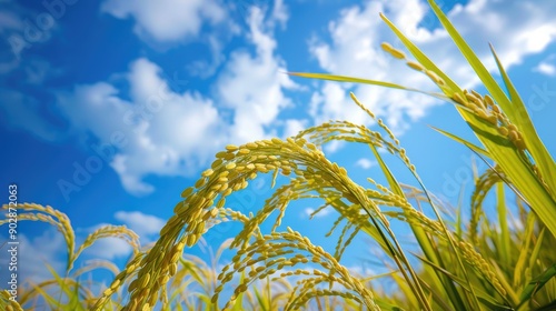 Blue sky and ripening ears of rice photo