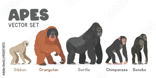 Common apes vector illustration set. Ape species cartoon clipart set in flat style. Gibbon, orangutan, gorilla, chimpanzee, bonobo flat vector design. Wild animals, primates concept