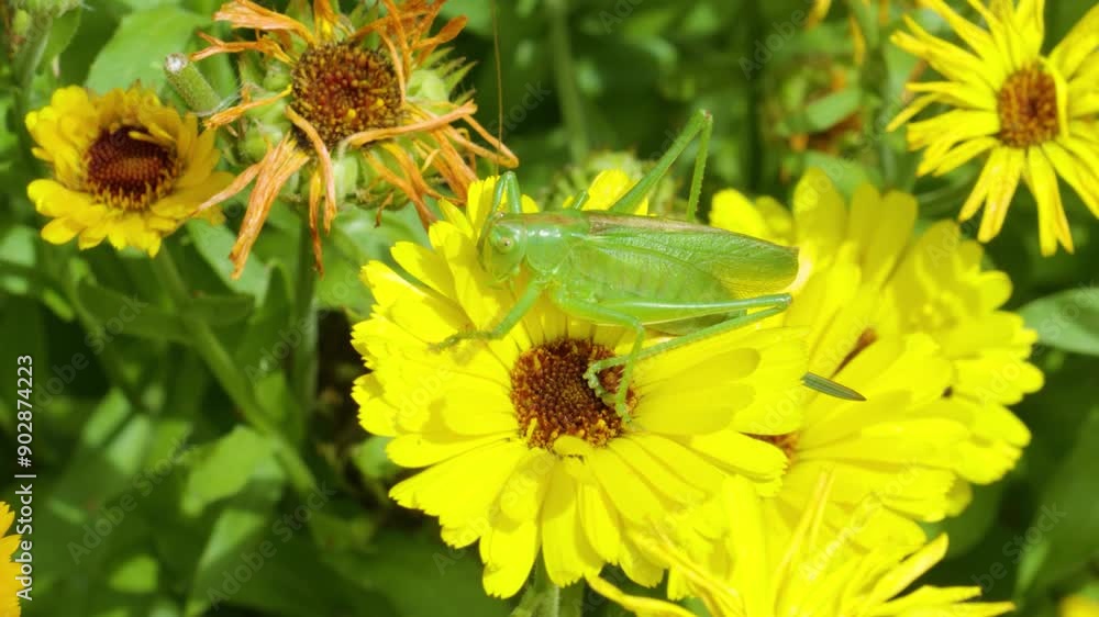Grasshopper sits on a yellow flower Grasshopper sits on a yellow flower