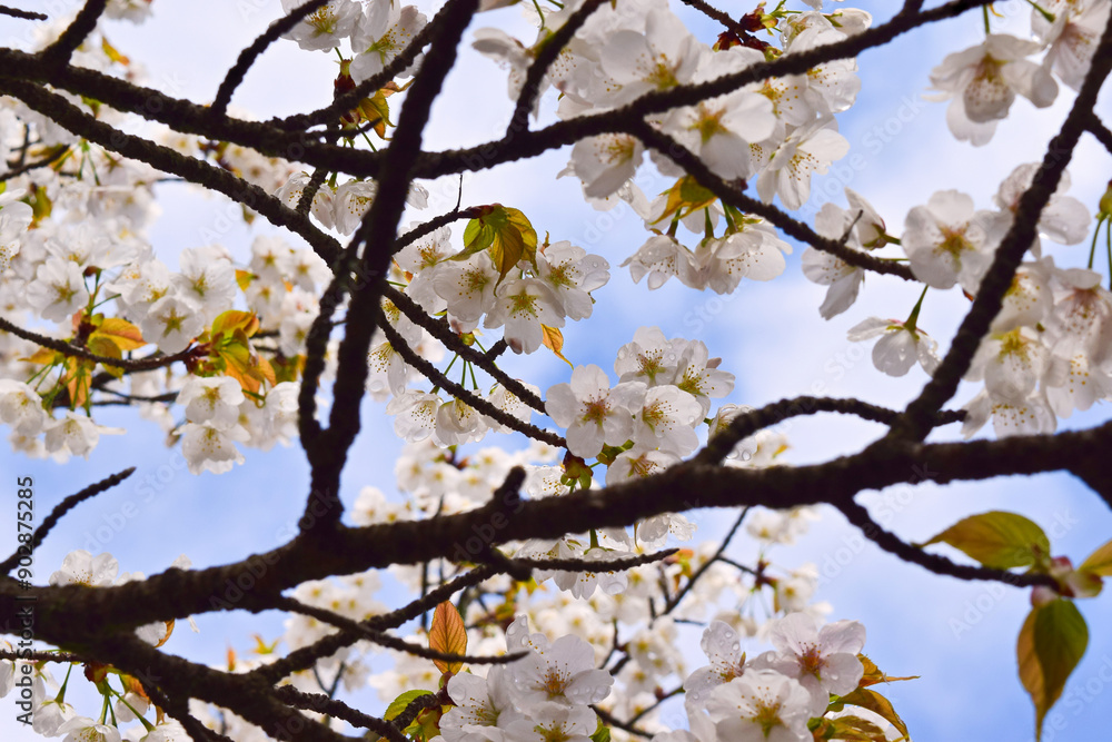 Sakura against blue sky, Kyoto, Japan Sakura against blue sky, Kyoto, Japan