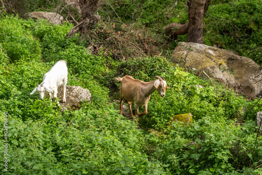 Fototapeta premium wild goats in Avakas Gorge..