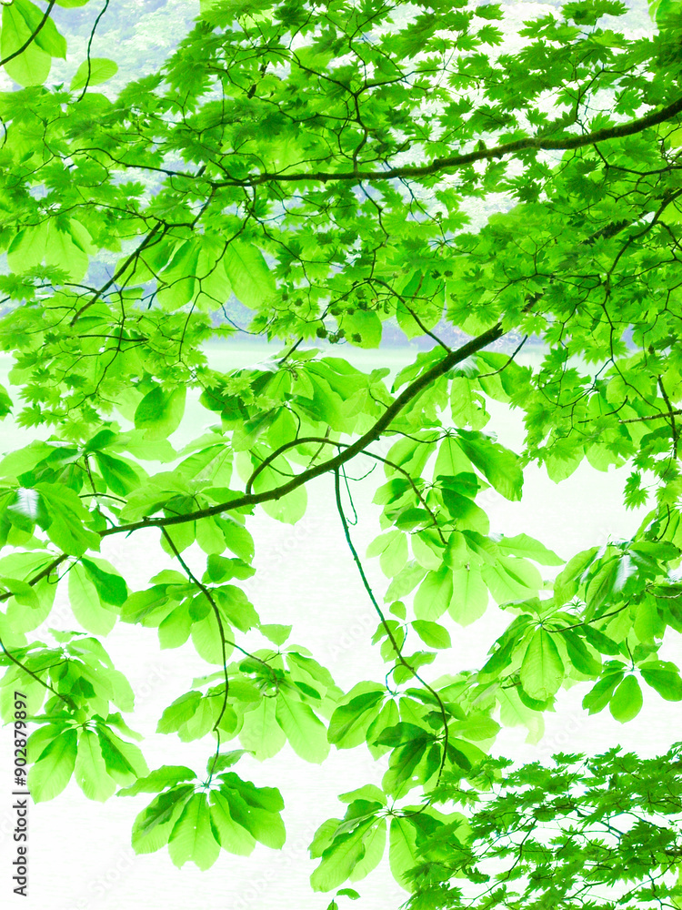 Green leaves background, Juniko, Twelve Lakes, Aomori, Japan Green leaves background, Juniko, Twelve Lakes, Aomori, Japan