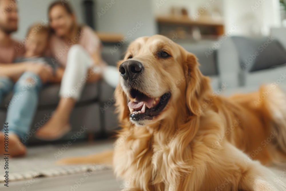 Happy Golden Retriever with Its Family, Close Up Shot, Soft Light, Low Angle View Happy Golden Retriever with Its Family, Close Up Shot, Soft Light, Low Angle View