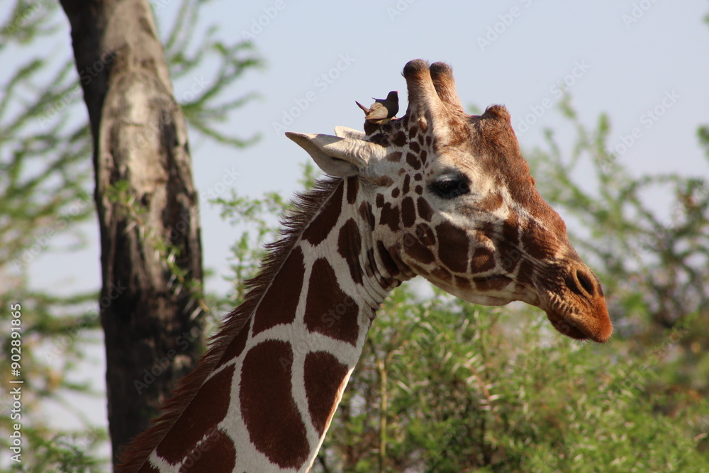 African safari photo