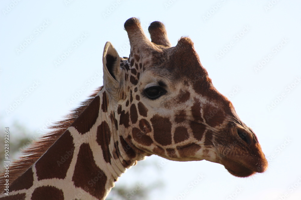 African safari photo