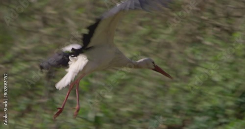 White stork flying and landing, close up, slow motion