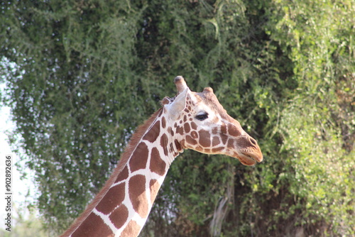 Photography African safari photo