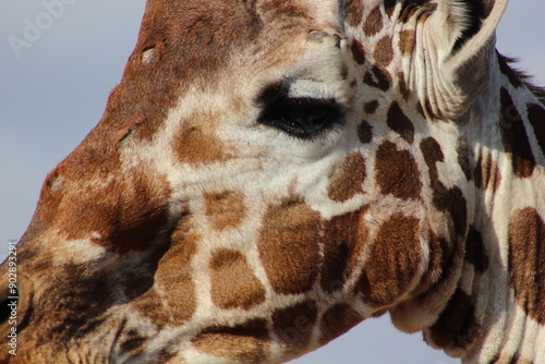 Photography African safari photo