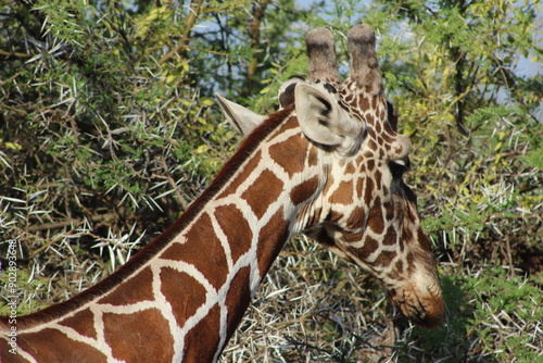 Canvas Print African safari photo