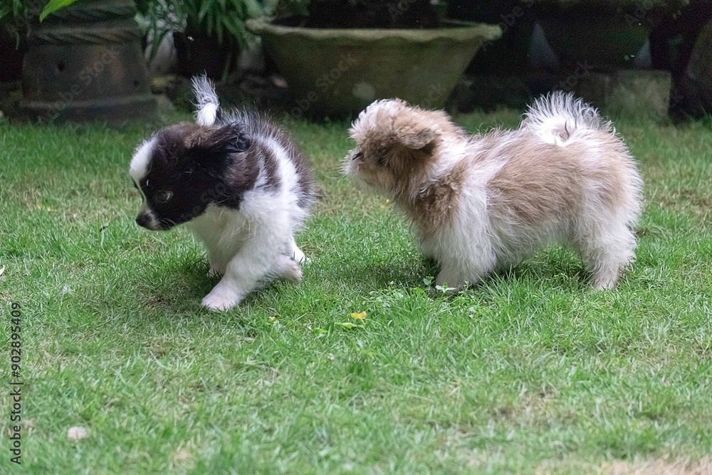 Naklejka premium group of puppies on grass