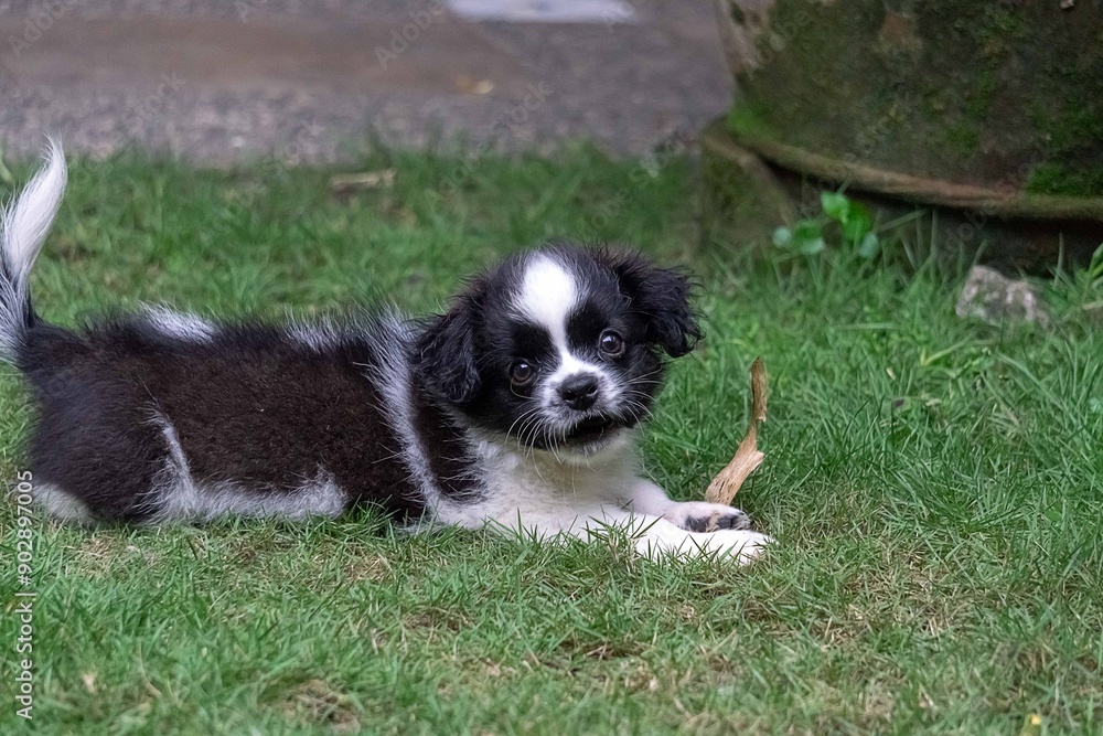 border collie puppy border collie puppy
