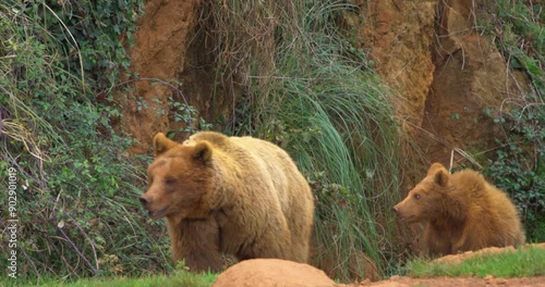 Brown bear mother with two young bears 