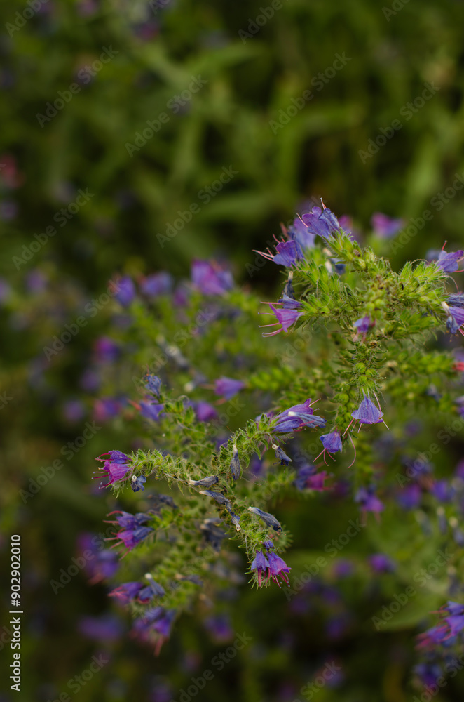 Obraz premium Purple viper's bugloss (Echium plantagineum) with flowers. High quality photo