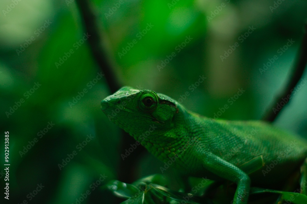 Obraz premium Lagarto verde en su habitat 