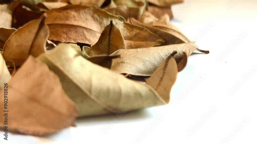 Dried laurel leaves on a white background.
Dried laurel leaves on a white background.