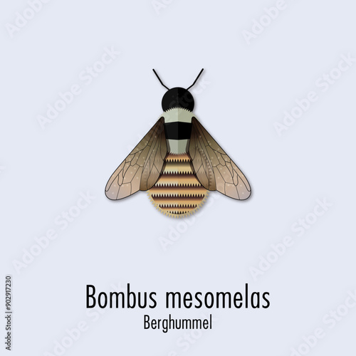Berghummel
Bombus mesomelas