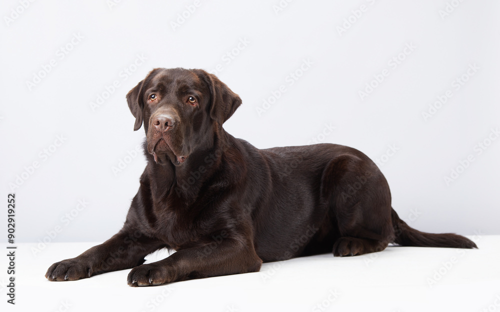 Relaxed chocolate Labrador dog reclines in a white studio, its gentle nature evident. Poised and peaceful, the dog's soft gaze conveys contentment and ease Relaxed chocolate Labrador dog reclines in a white studio, its gentle nature evident. Poised and peaceful, the dog's soft gaze conveys contentment and ease