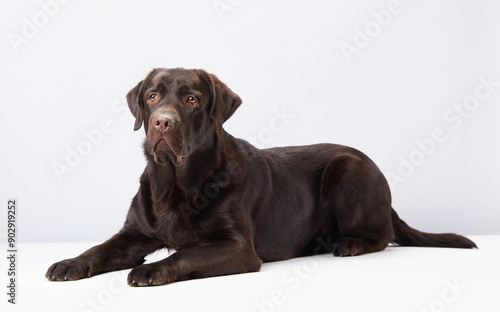 Fotografía Relaxed chocolate Labrador dog reclines in a white studio, its gentle nature evident