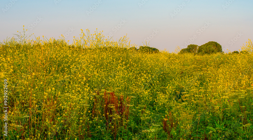 Obraz premium Wild flowers growing in scenic nature under a blue white cloudy sky in sunlight in summer, Almere, Flevoland, The Netherlands, July 30, 2024